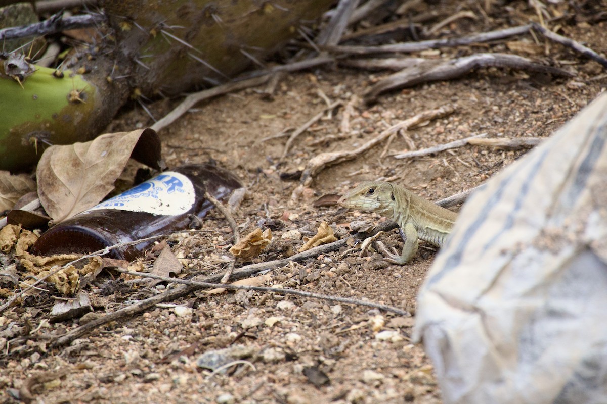Cope's Ameiva - ML636380615