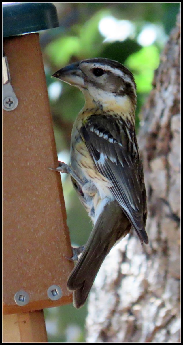 Black-headed Grosbeak - ML636380732
