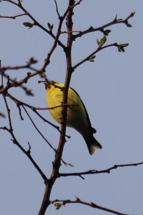 American Goldfinch - ML636380760