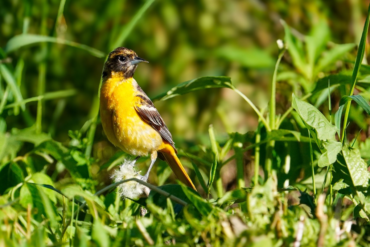 Baltimore Oriole - ML636380781