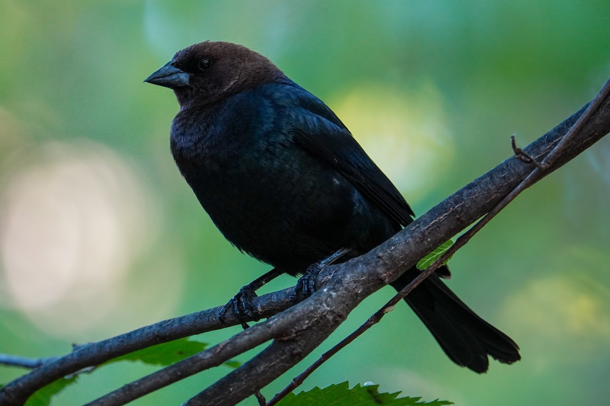 Brown-headed Cowbird - ML636380790