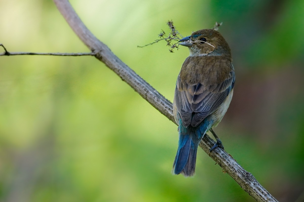 Indigo Bunting - ML636380794