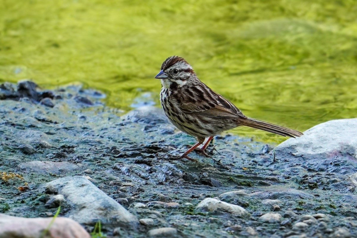 Song Sparrow - ML636380824