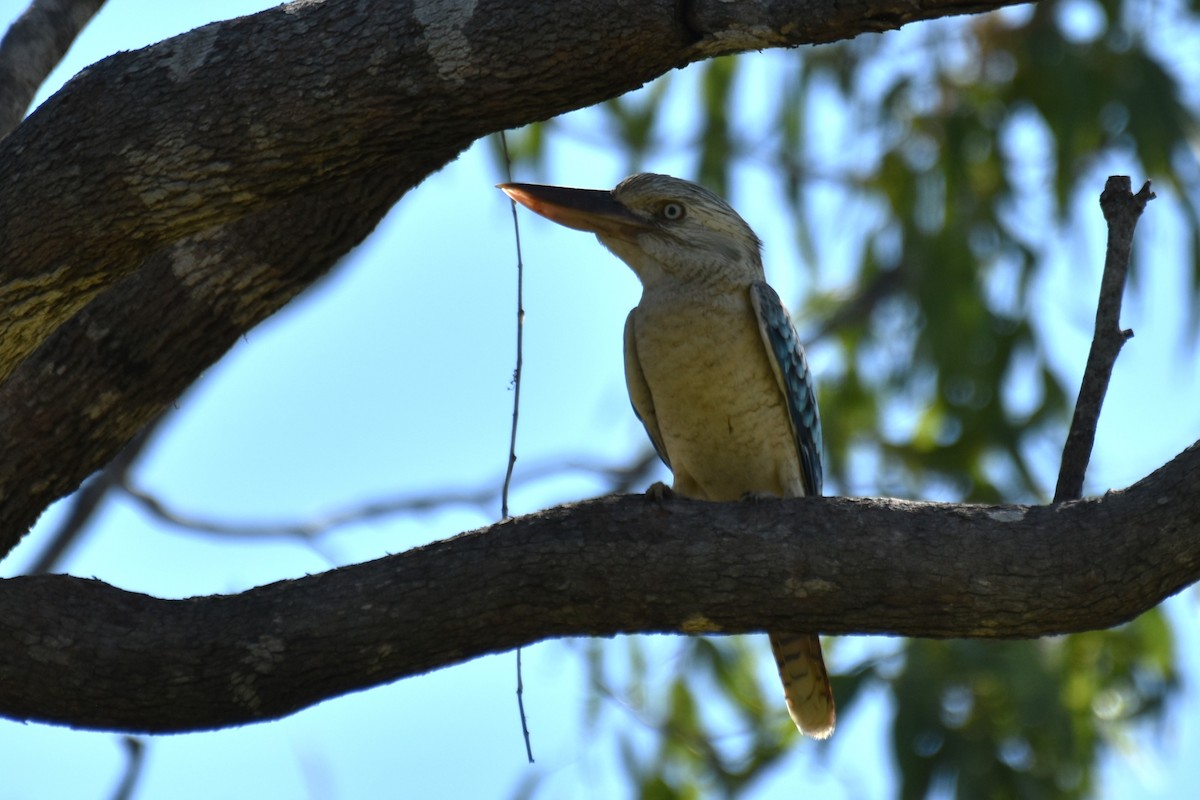 Blue-winged Kookaburra - ML636380881
