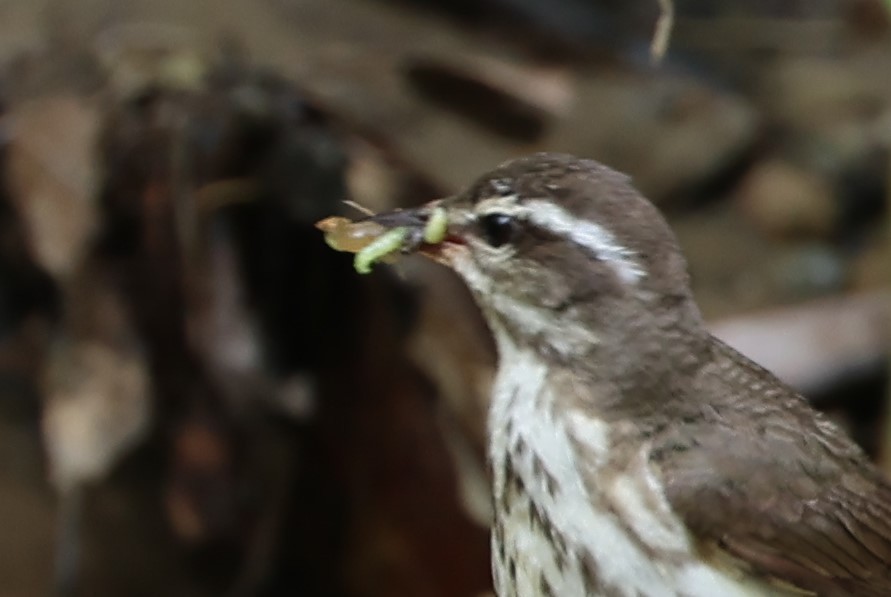 Louisiana Waterthrush - ML636380909