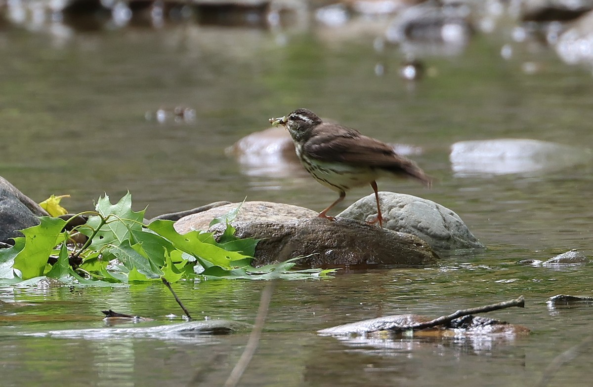 Louisiana Waterthrush - ML636380910