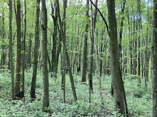 Mahoning Valley Trail--Greenbower to Price St., Stark, Ohio, United ...