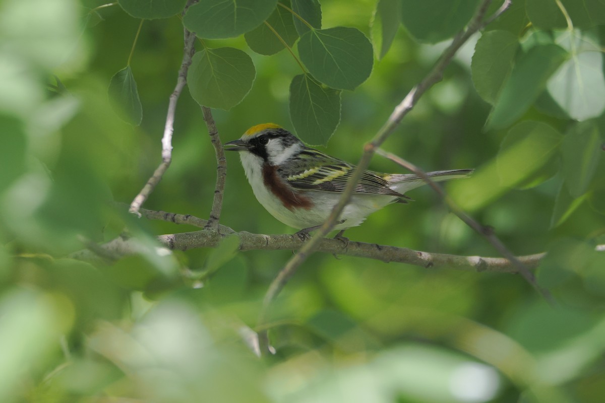 Chestnut-sided Warbler - ML636381168