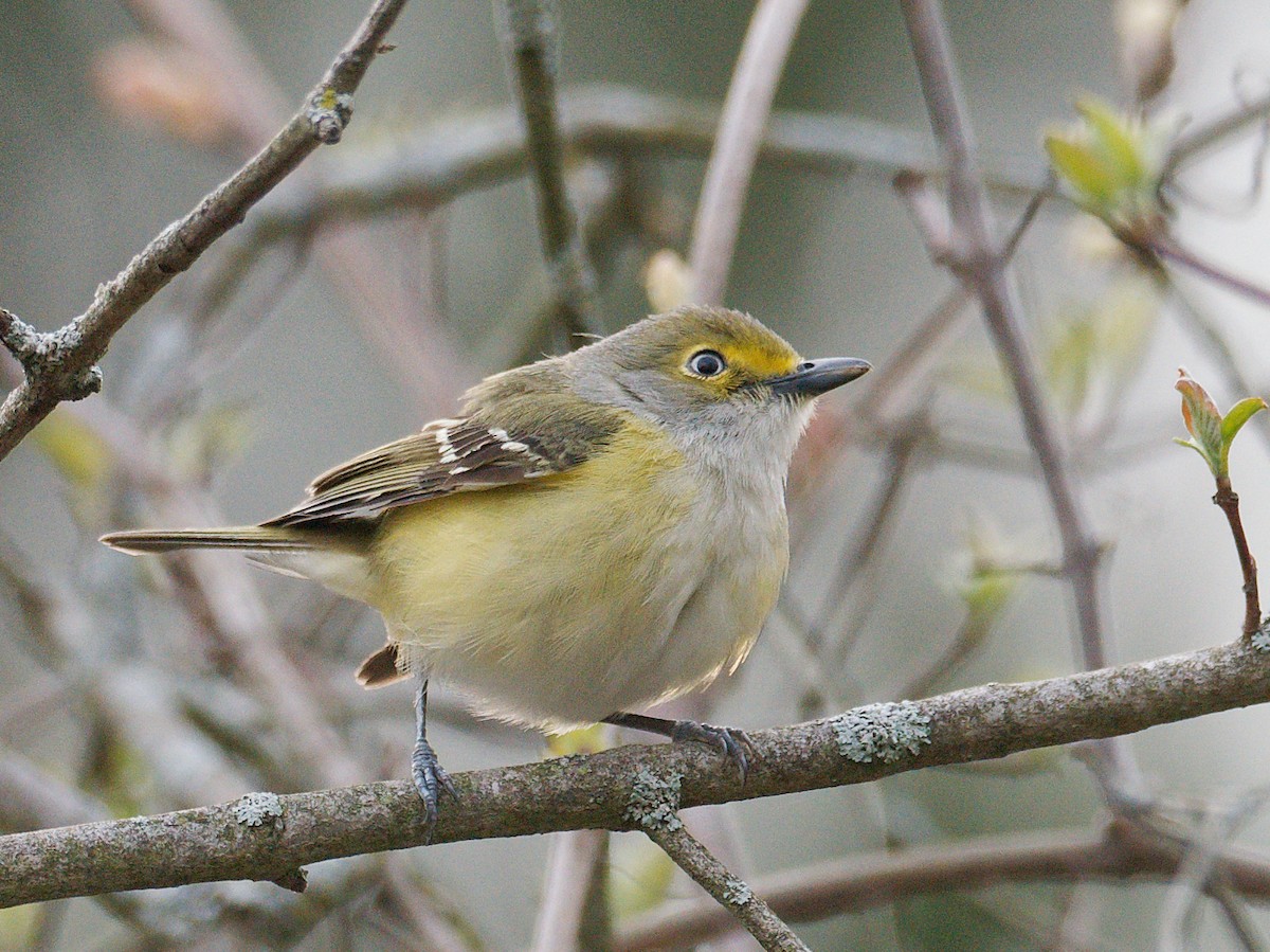 White-eyed Vireo - ML636381190