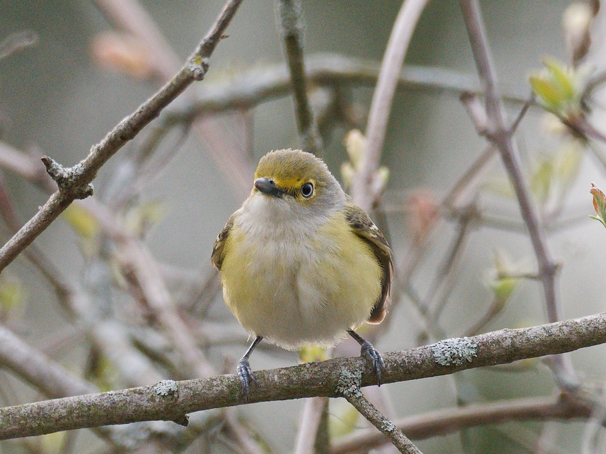 White-eyed Vireo - ML636381191