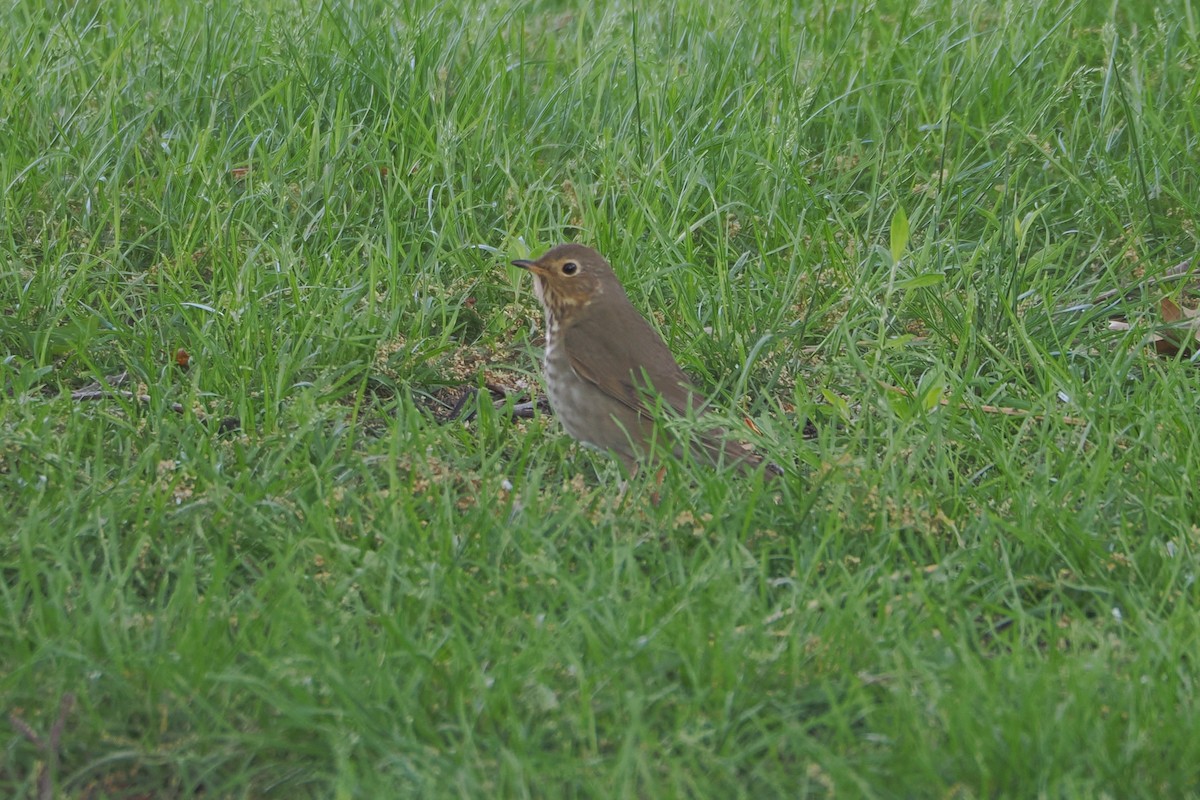 Tordo di Swainson - ML636381247