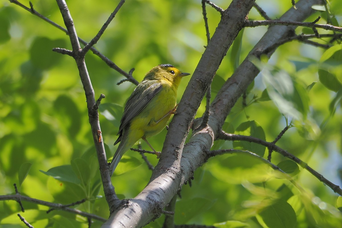 Wilson's Warbler - ML636381265