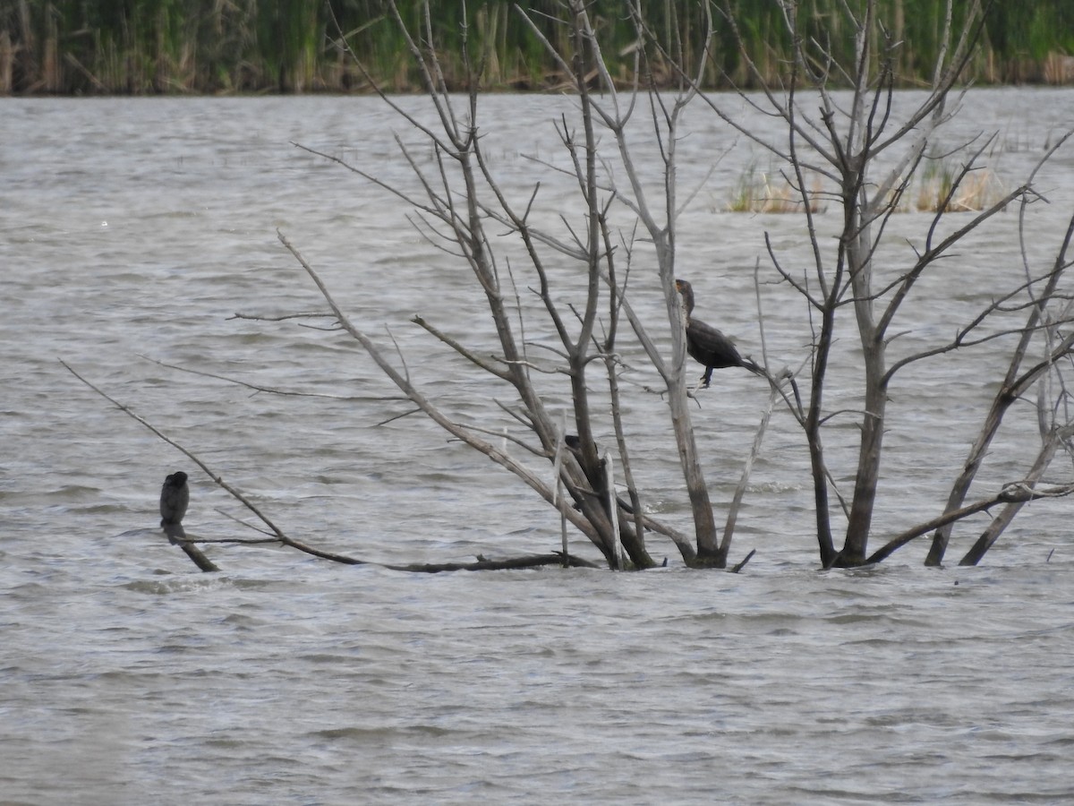 Double-crested Cormorant - ML636381277