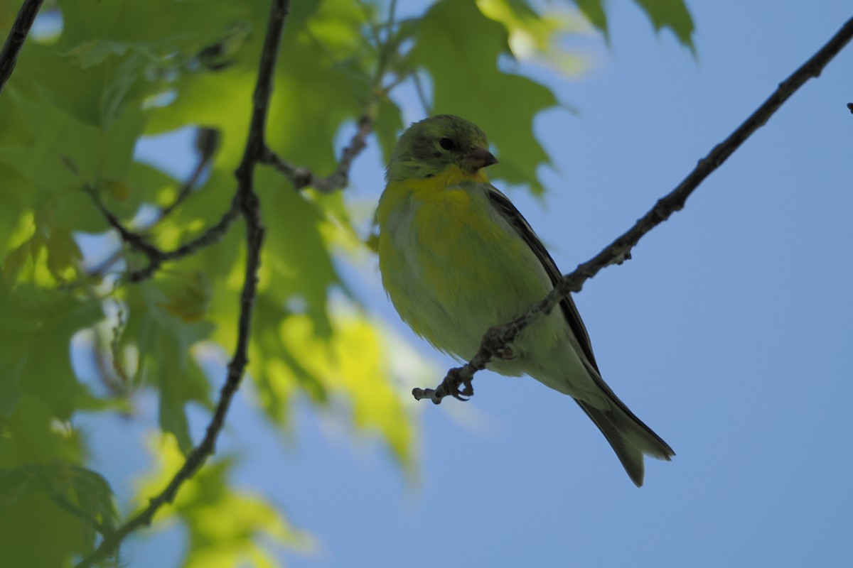 American Goldfinch - ML636381305