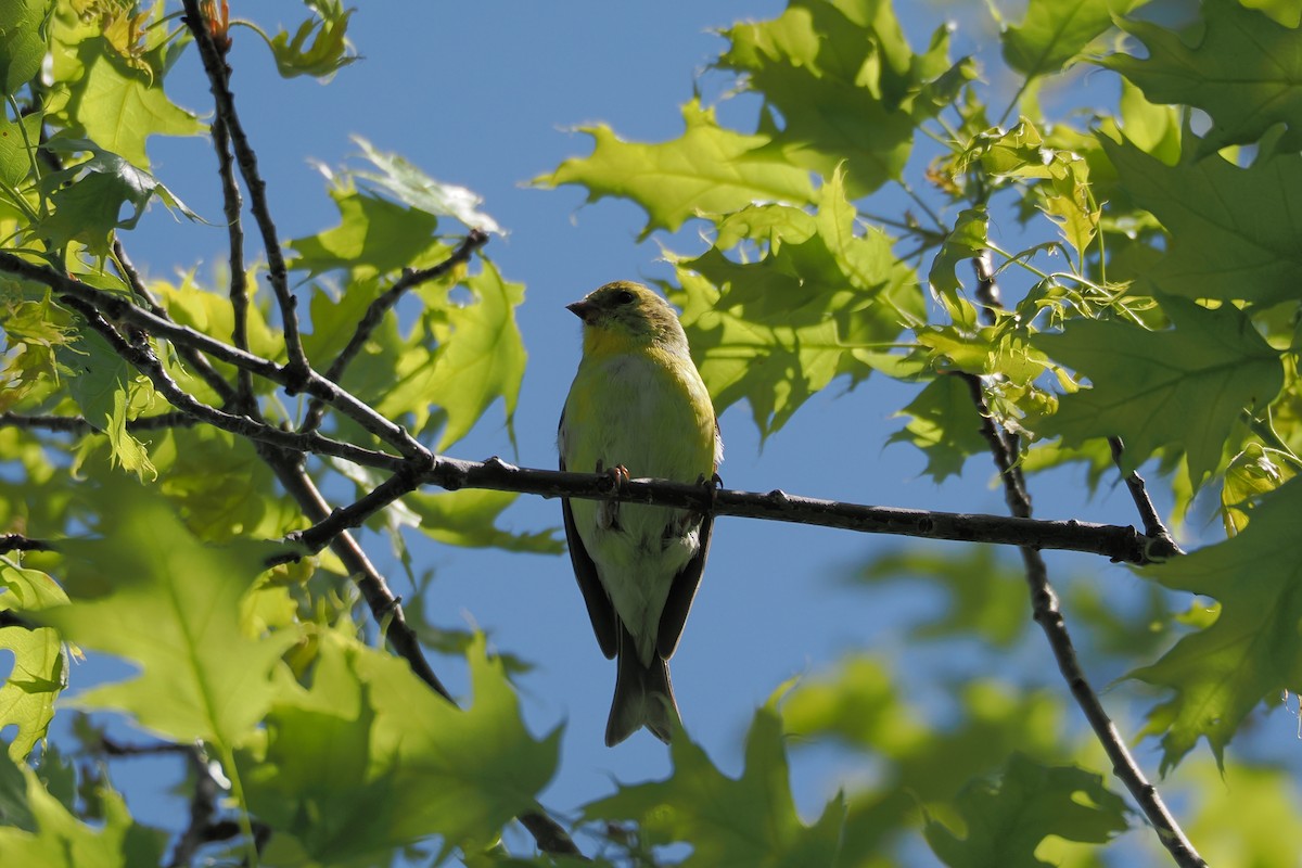American Goldfinch - ML636381306