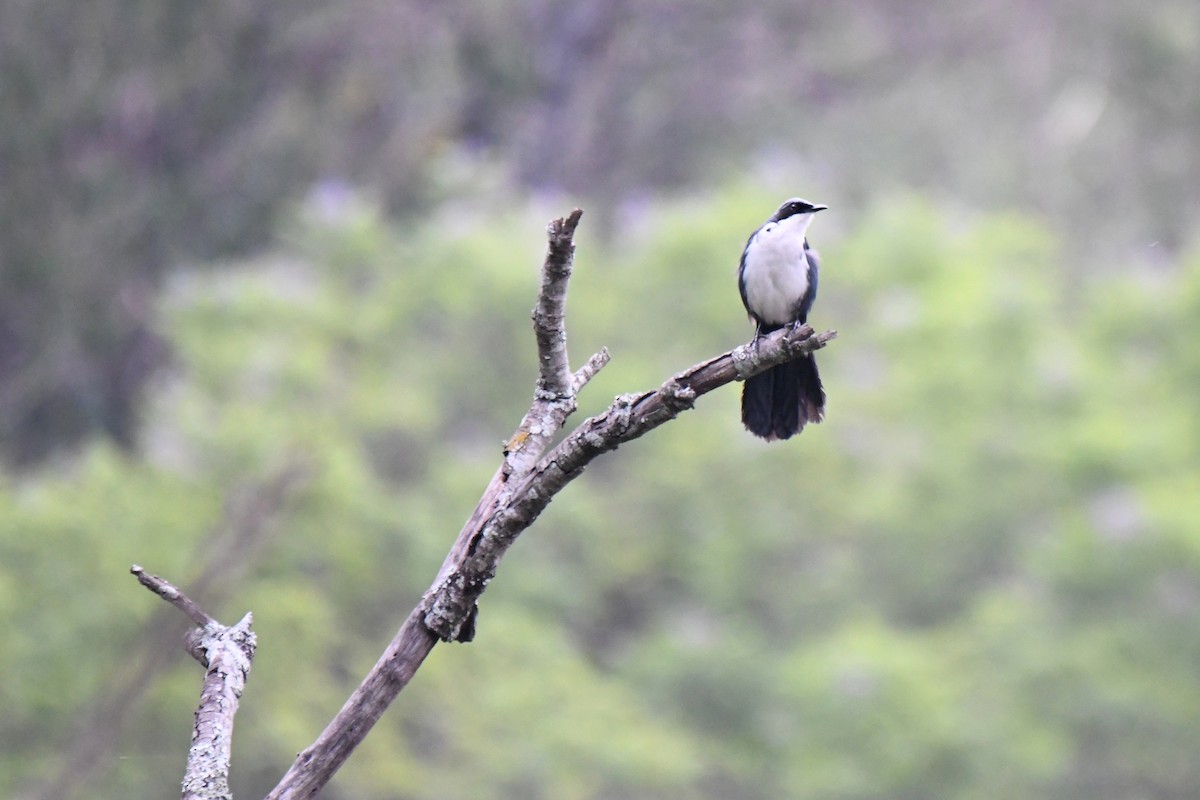 Blue-and-white Mockingbird - ML636381311
