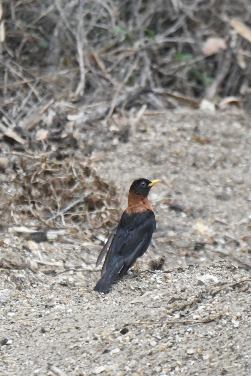 Rufous-collared Robin - ML636381348