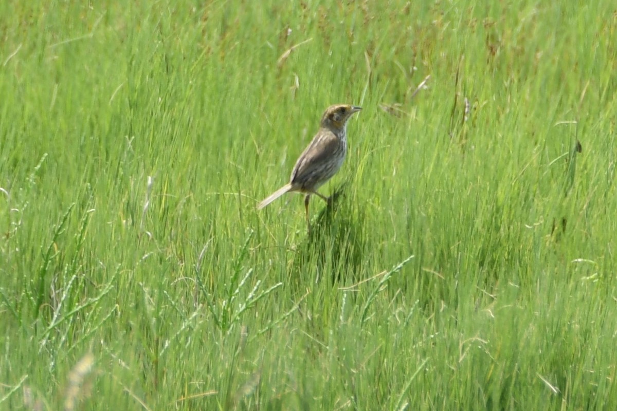 Saltmarsh Sparrow - ML63638141