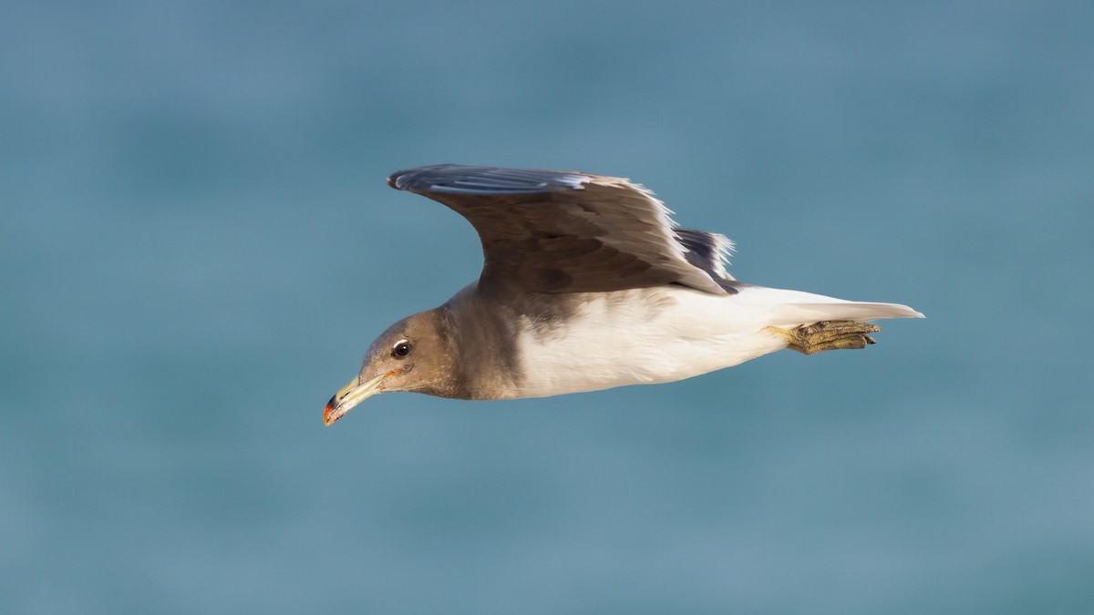 Sooty Gull - ML636381416