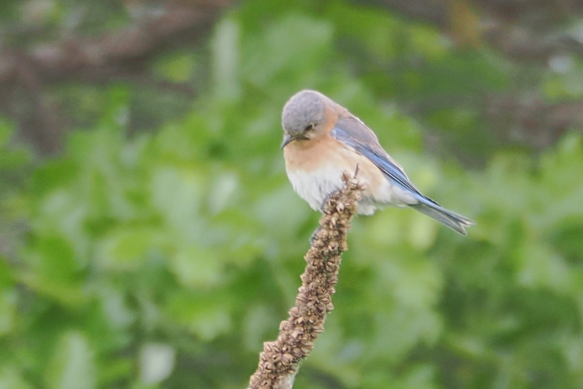 Eastern Bluebird - ML636381447