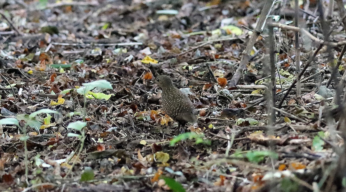 Buff-spotted Flufftail - ML636381458