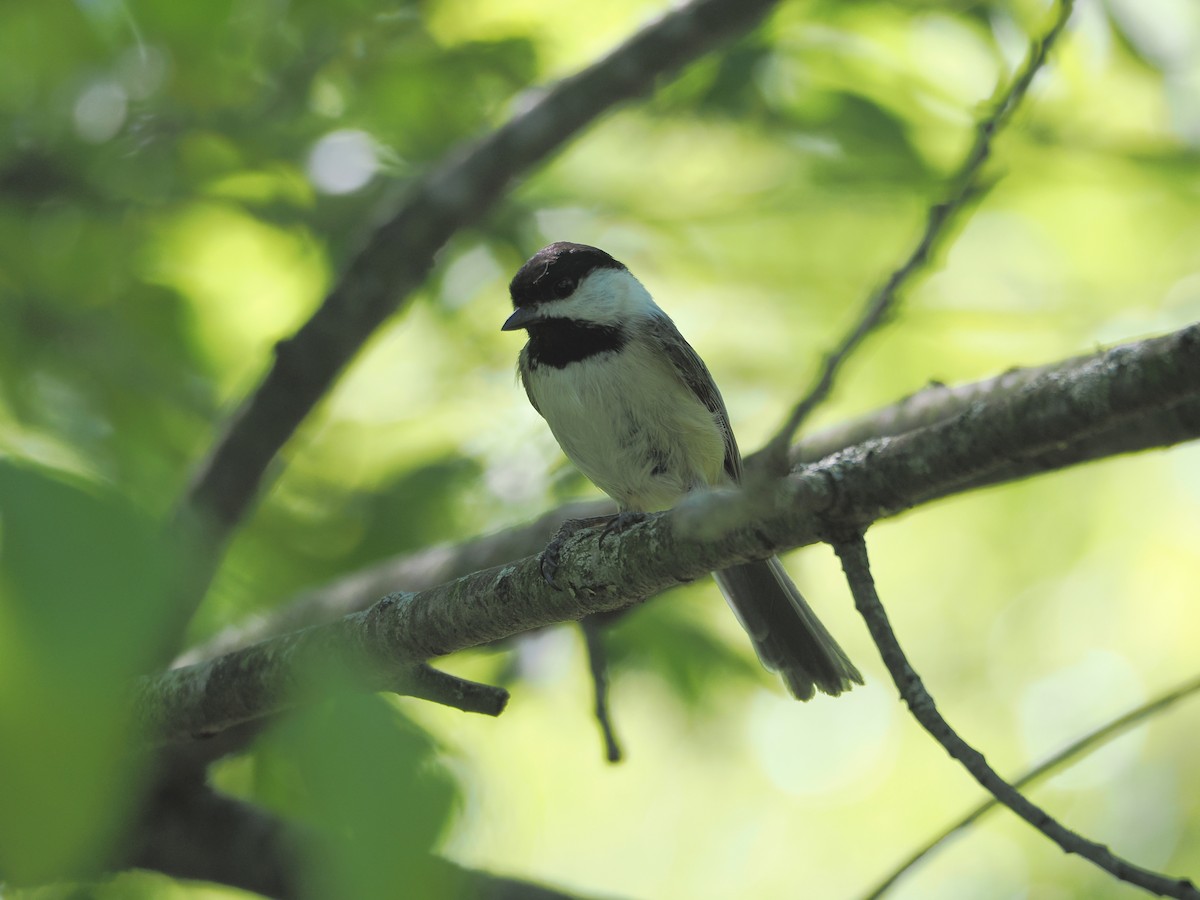 Black-capped Chickadee - ML636381555