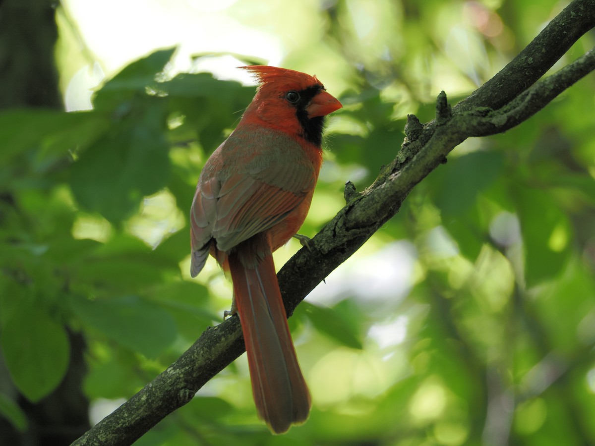 Northern Cardinal - ML636381574