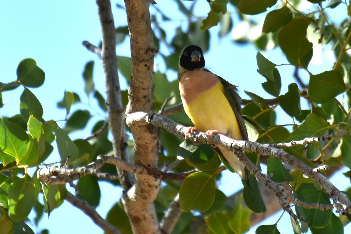 Gouldian Finch - ML636381578