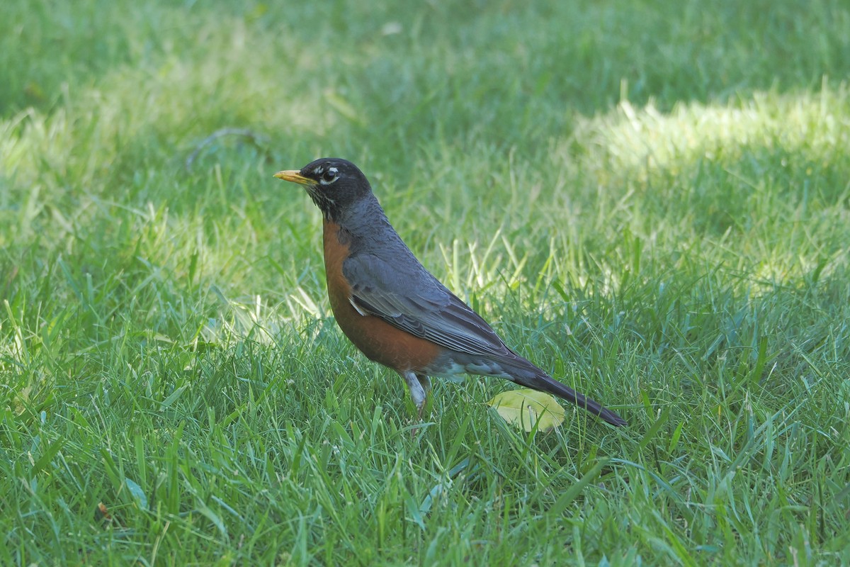 American Robin - ML636381590