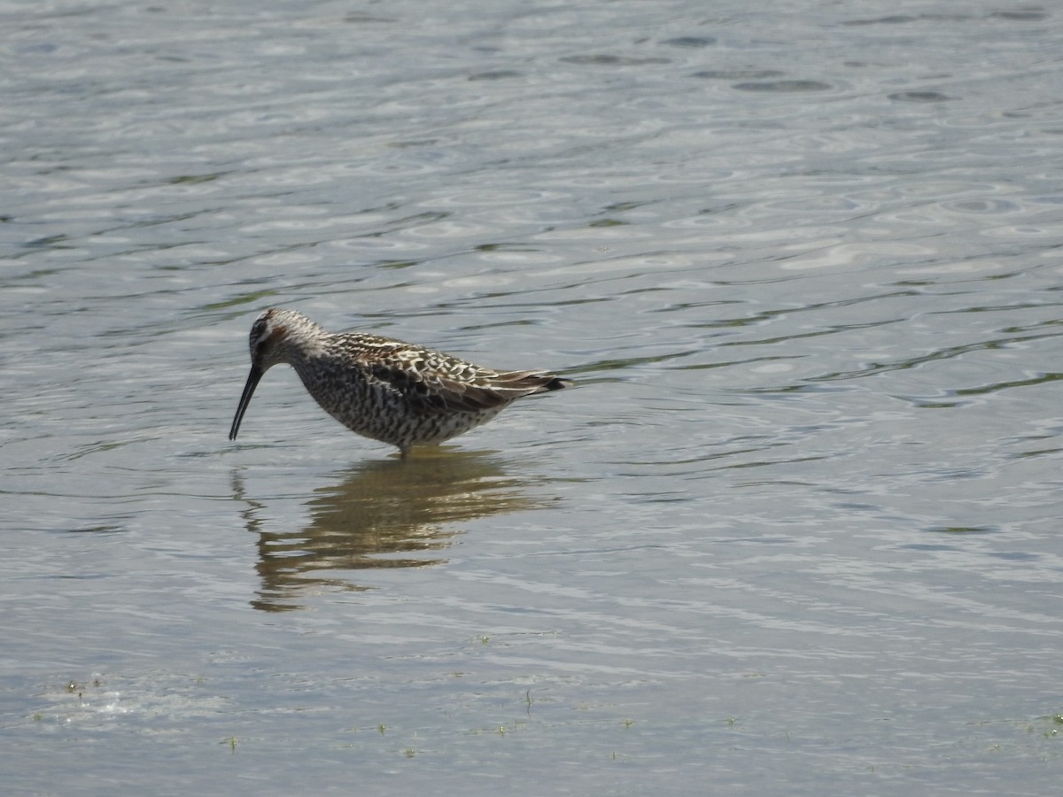 Stilt Sandpiper - ML636381753