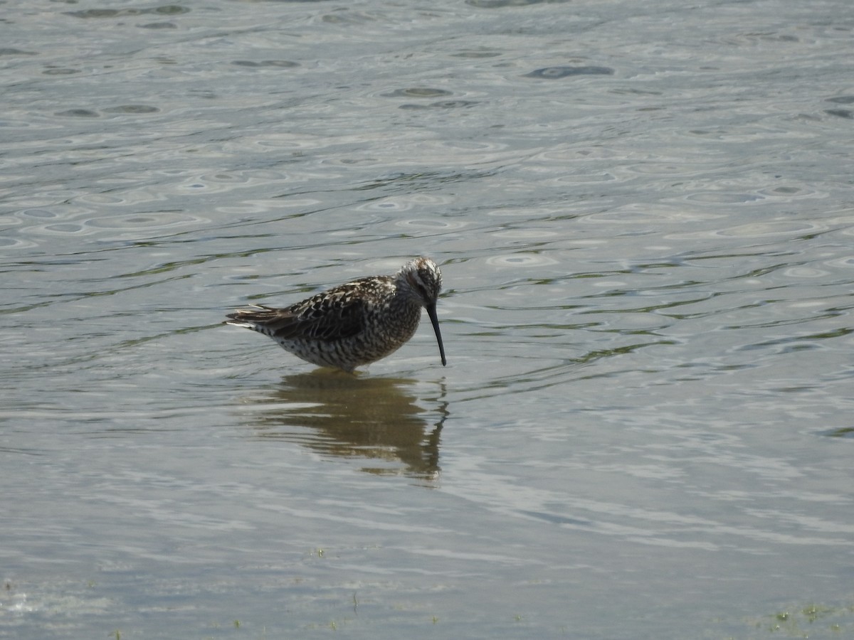 Stilt Sandpiper - ML636381754