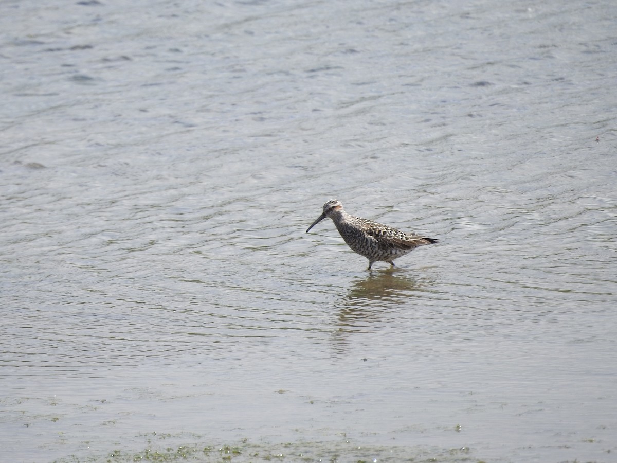 Stilt Sandpiper - ML636381756