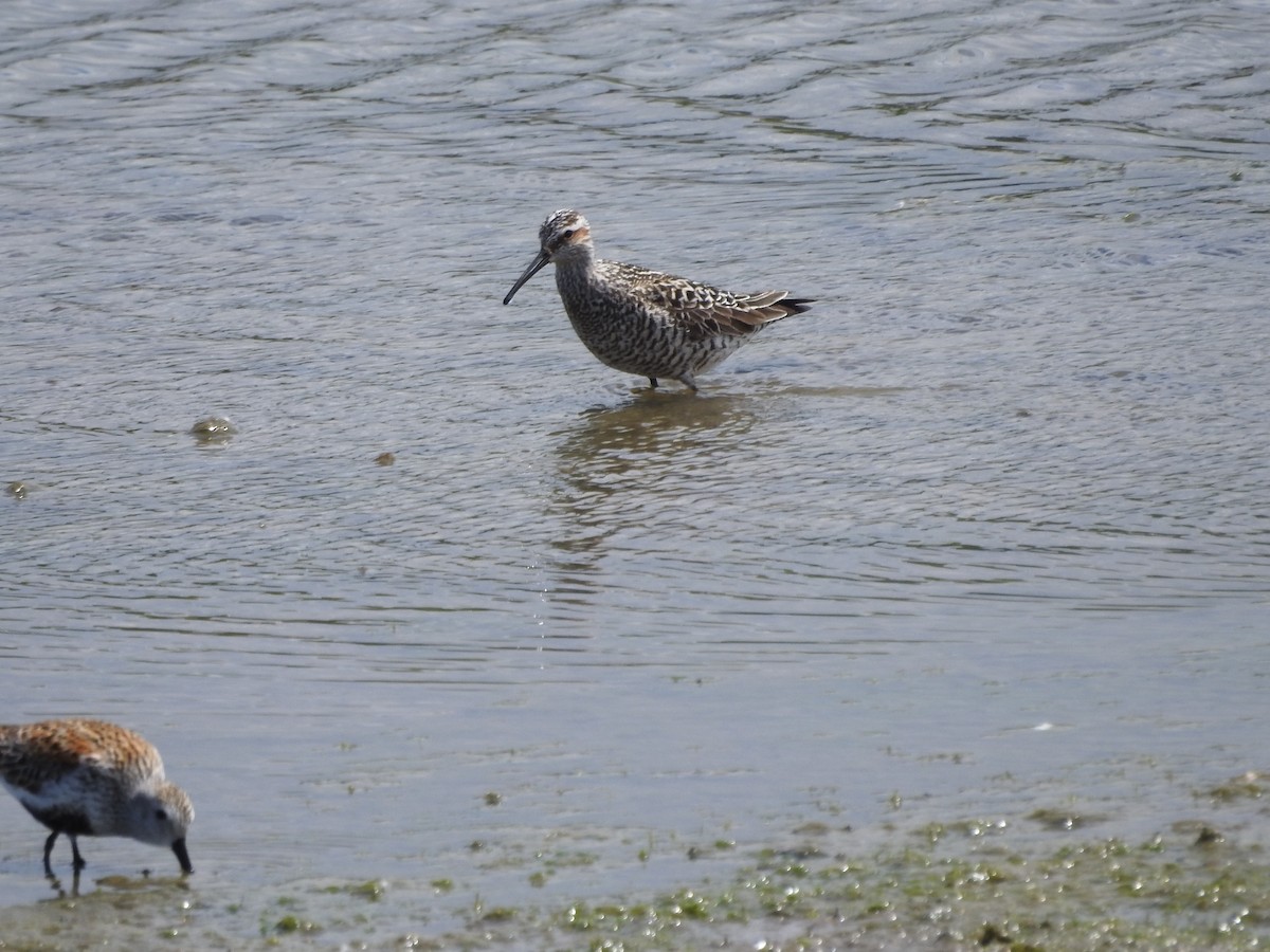 Stilt Sandpiper - ML636381757