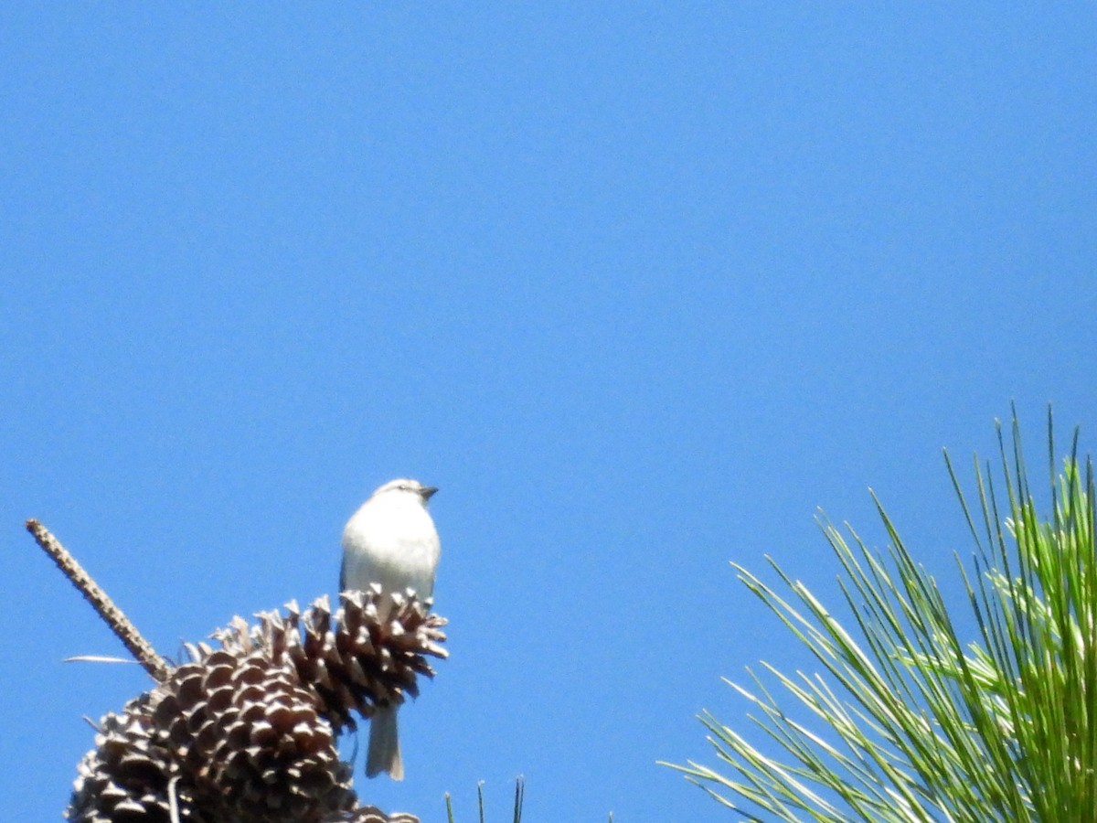 Chipping Sparrow - ML636381870