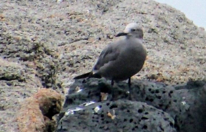 ørkenmåke - ML636382007
