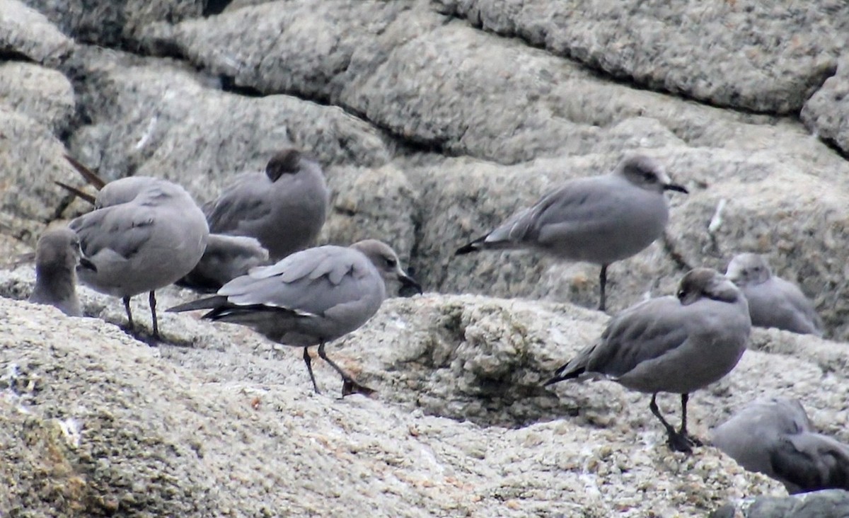 ørkenmåke - ML636382008