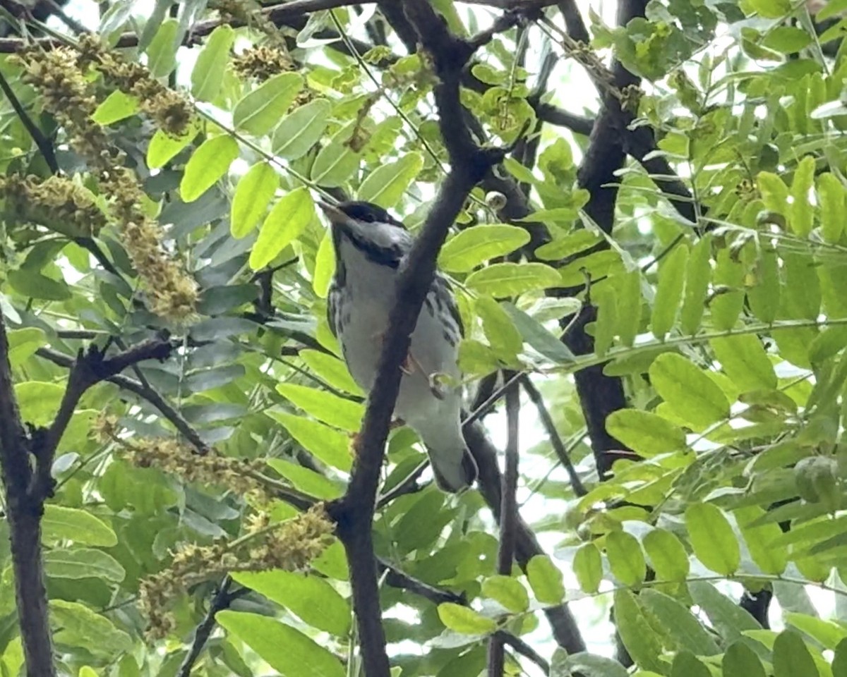 Blackpoll Warbler - ML636382081