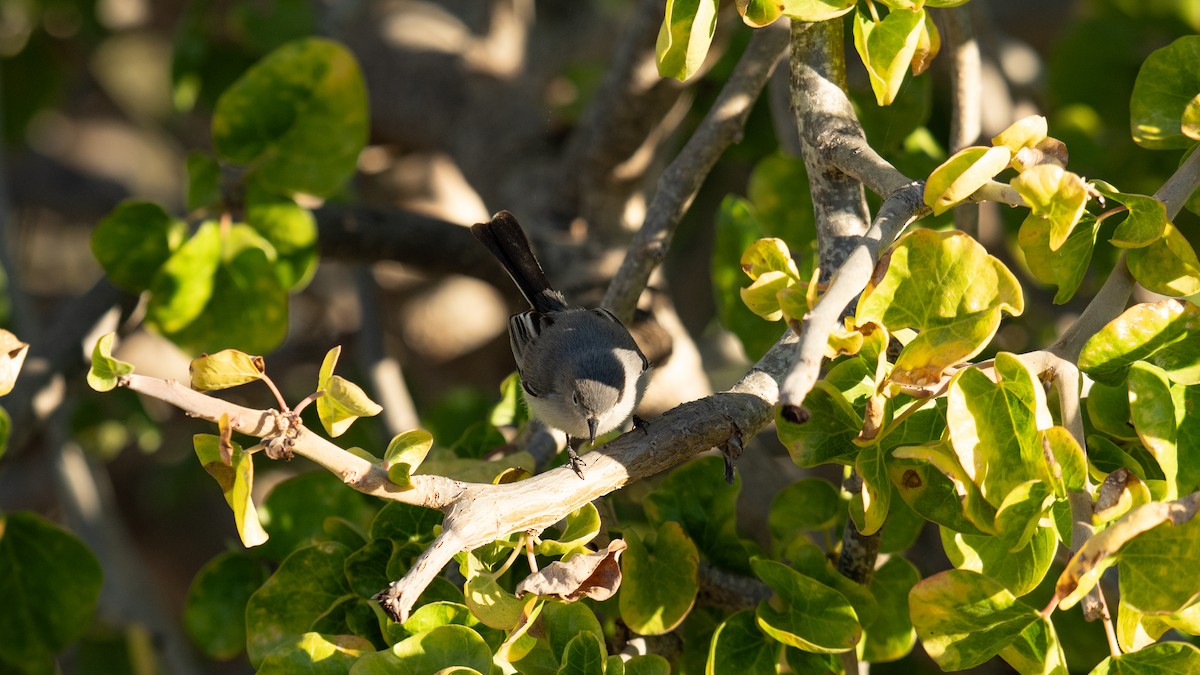 Blue-gray Gnatcatcher - ML636382102