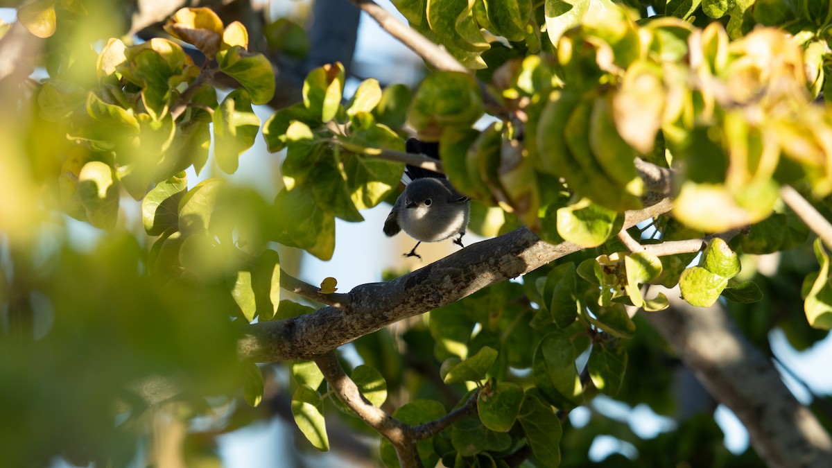 Blue-gray Gnatcatcher - ML636382103