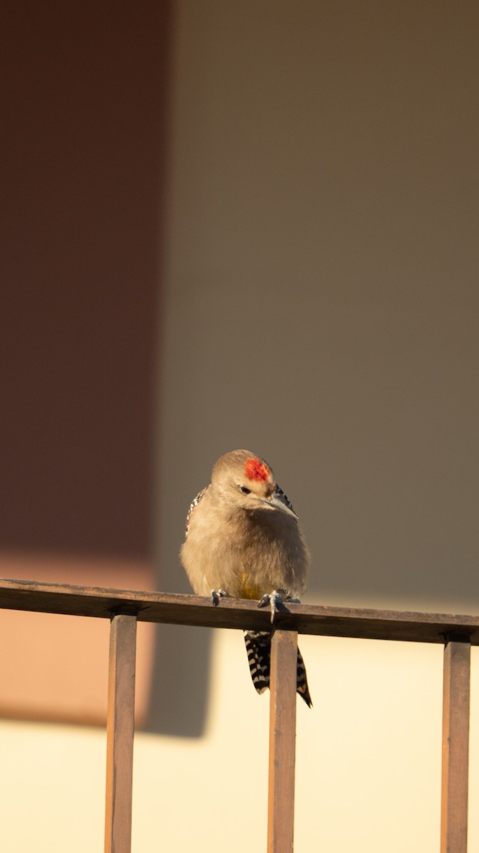 Gila Woodpecker - ML636382112