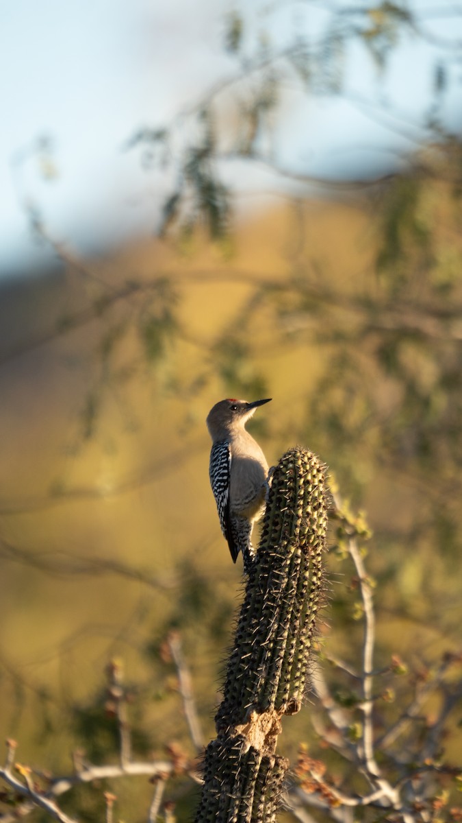 Gila Woodpecker - ML636382115