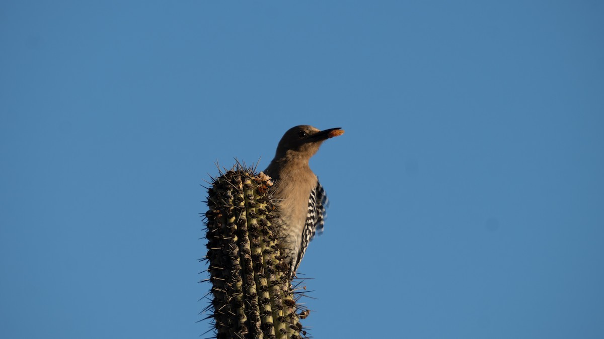 Gila Woodpecker - ML636382125