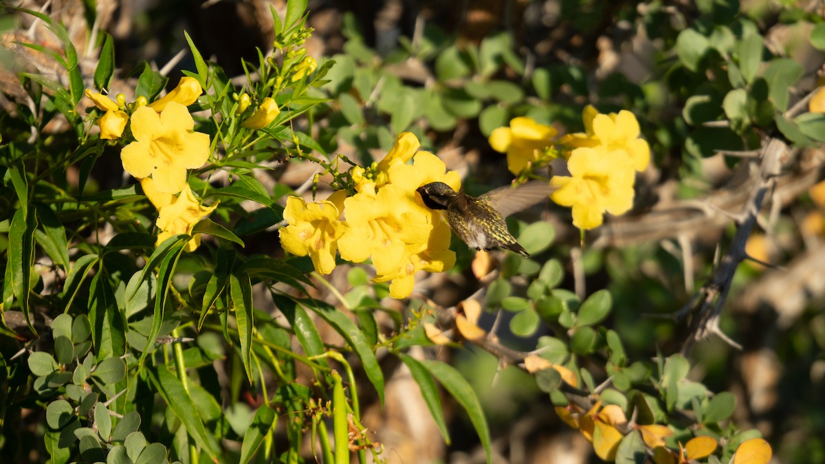 Costa's Hummingbird - ML636382132