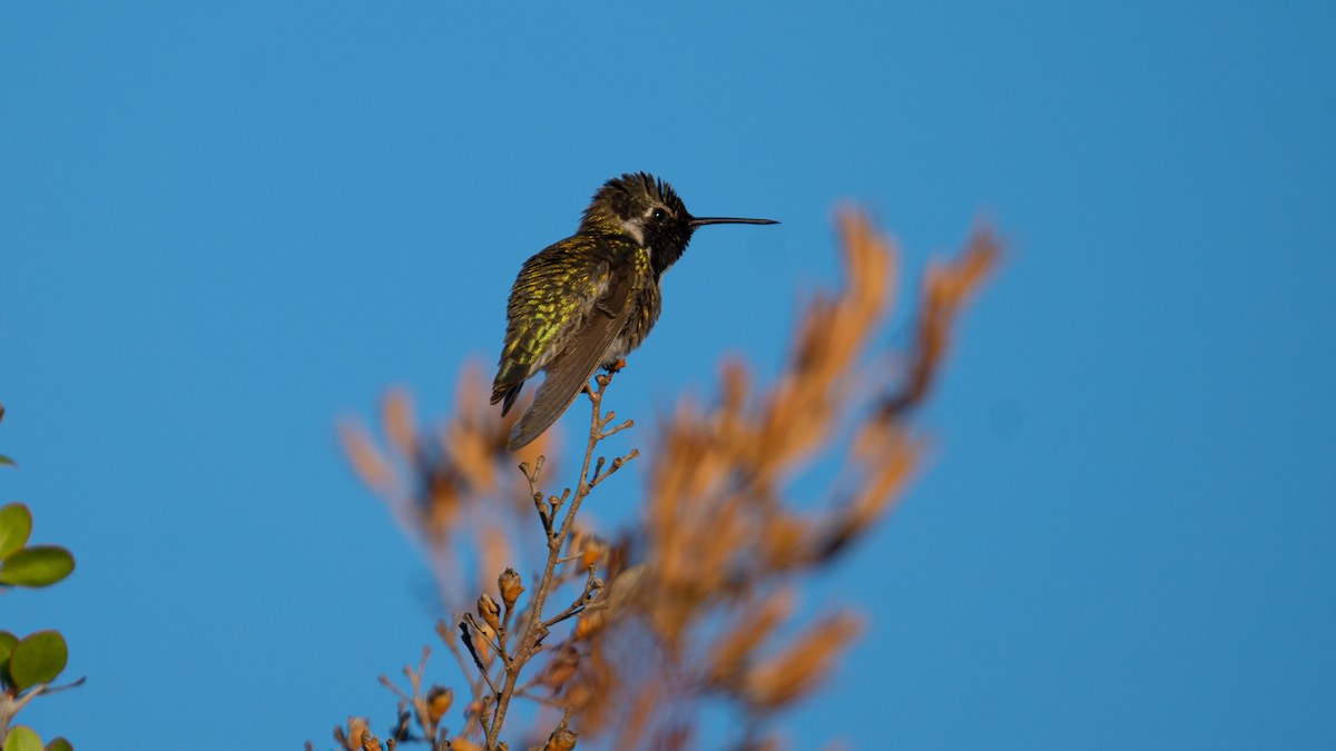Costa's Hummingbird - ML636382133