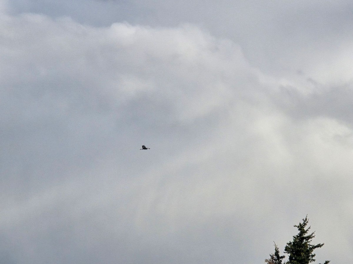 Great Blue Heron - ML636382295