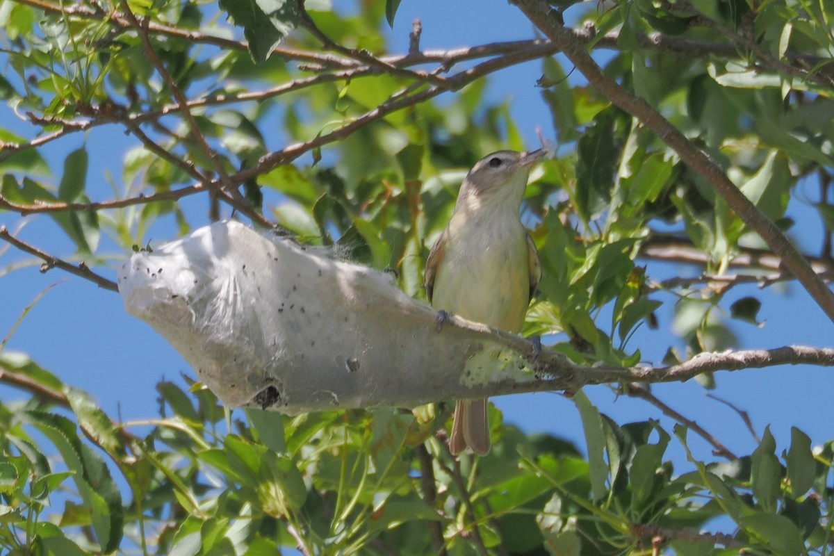 Eastern Warbling Vireo - ML636382300