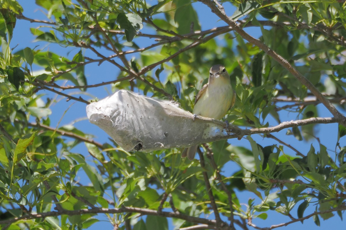 Eastern Warbling Vireo - ML636382301