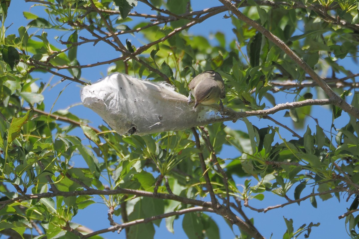 Eastern Warbling Vireo - ML636382302