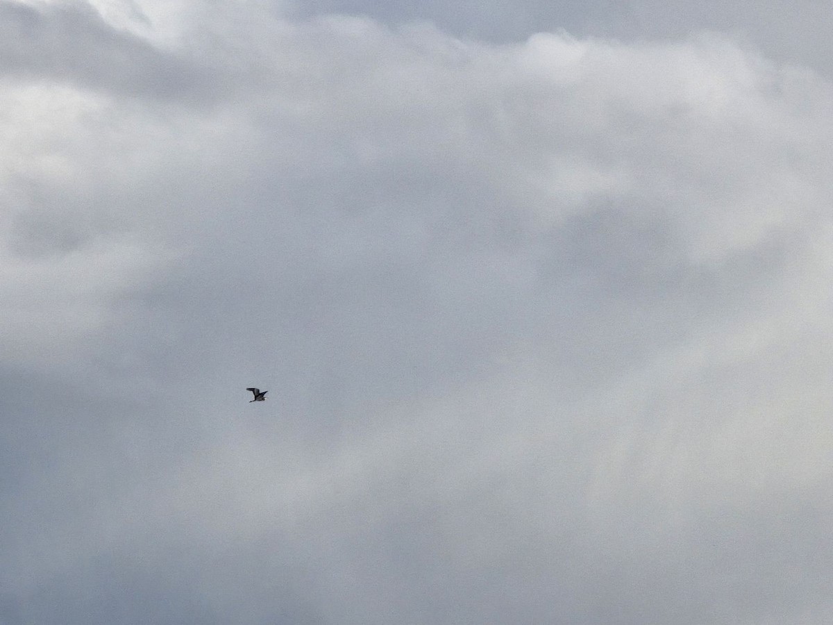 Great Blue Heron - ML636382339