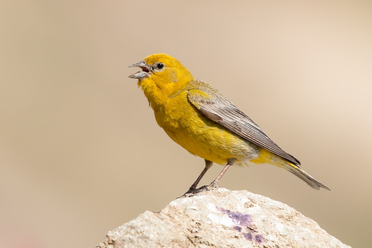 Greater Yellow-Finch - ML636382386